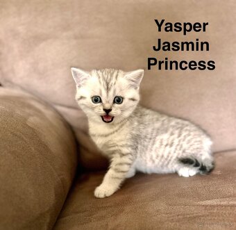 Skotska klapoucha macka, scottish straight s PP - 19