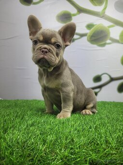 Francuzsky buldoček - 19