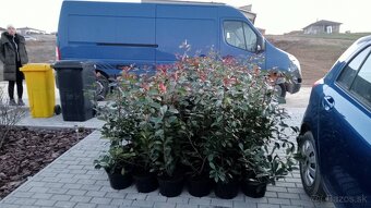 Tuja Smaragd, vavrínovec, červienka - Poprad - 19