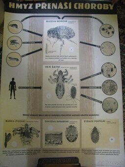 staré školské tabule/plagáty raslín-stromov-zvierat - 19