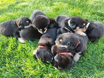 Labrador čierny šteniatko - labradorský retríver - 19