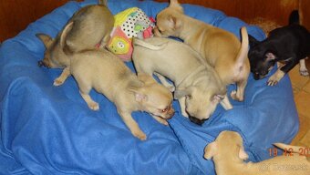 čivava krátkosrstá - 19