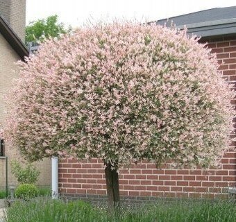 𝗧𝗢𝗣❗Japonska vrba,strom, ktory meni farbu,Salix Integra❗ - 19