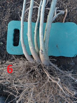 Rastliny na bonsaj, bonsai - IBIŠTEK SÝRSKY_1 - 19