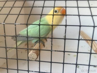 Agapornis fischeri - 19