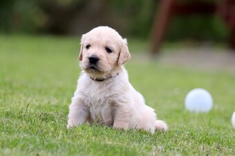 Zlatý retriever/ Golden retriever - 19