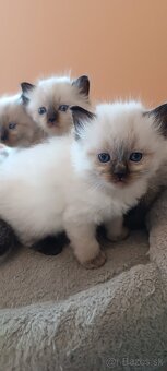 Ragdoll mačiatka, mačka - 19