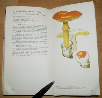 Naše huby - 19