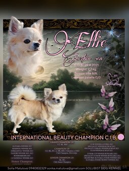 Čivava dlhosrstá, chihuahua, Solubist Dog KENNEL 💙💙 2 boy - 19