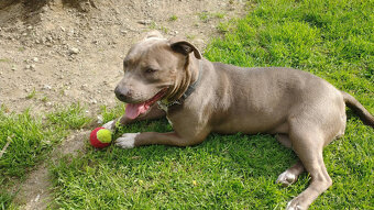 americky staforshier terrier - 19