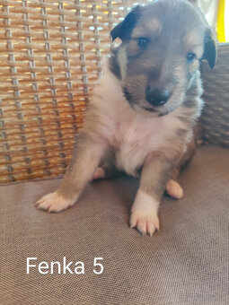 KÓLIA DLHOSRSTÁ,  ŠTENIATKA - 19