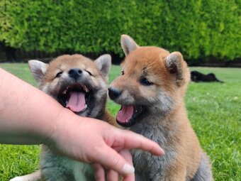 Shiba inu psýky s PP - 19