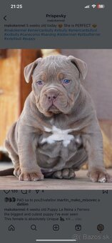 ŠTENIATKA AMERICAN BULLY XL/XXL - 19