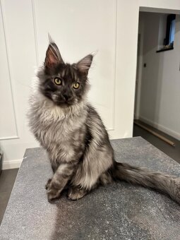 Maine coon,  mainská mývalia s PP - 19