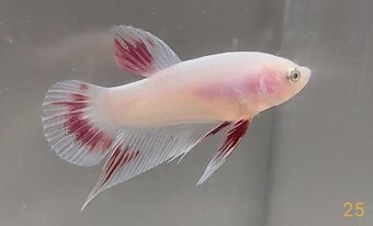 Bojovnica, betta, samec - 19