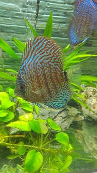 Discus - 19