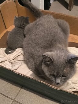 Britská modrá mačička - 19