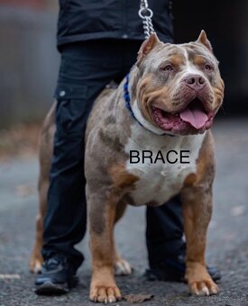 American Bully XL/XXL - 19