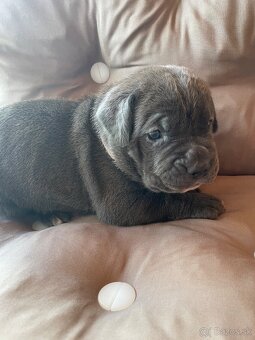 Cane Corso šteniatka - 19