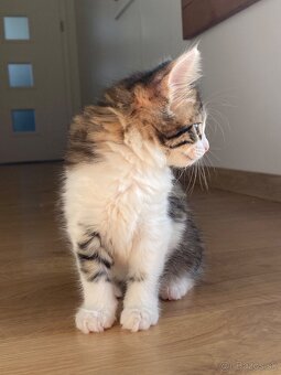 mačiatka Maine Coon/Nórska lesná + veľký domáci kocúr - 19