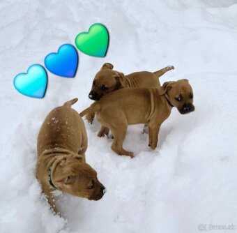 Americký stafordširský teriér - 19