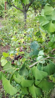 NA PREDAJ: veľká záhrada 1200m2 - Zvončín - 19