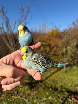 Andulka Maznačik krotká - 19