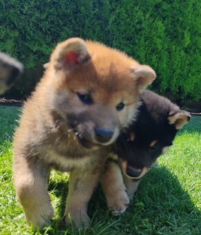 Shiba inu psýky s PP - 19