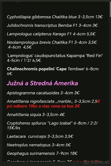 Americké cichlidy - 19