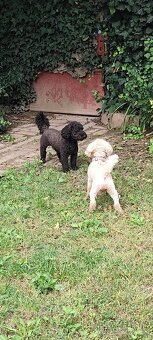 Pudel trpasličí - 19