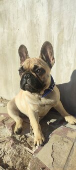 Francúzsky buldoček s PP - 19