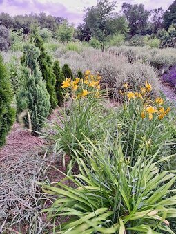 Na predaj krásna chalupa neďaleko Šturova v obci Divá - 19