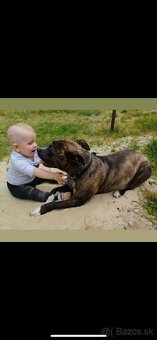 Americký stafordsirsky terier, Stafford, amstaf - 19