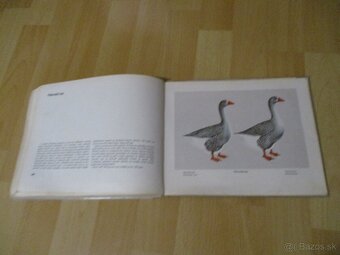 Atlas plemien hydiny - 19