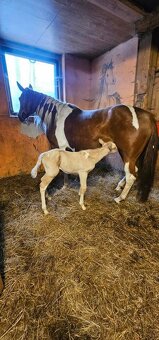 Ponúkam pripúštanie Cremello AQH žrebcom - 19