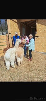 Lama Alpaka - 19
