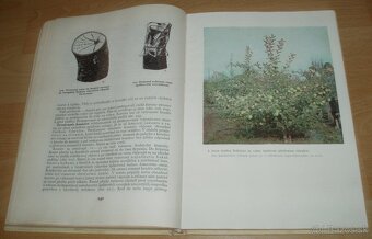 Štepenie, očkovanie a preštepovanie drevín - 19