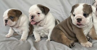 Anglicky Bulldog-steniatka - 19