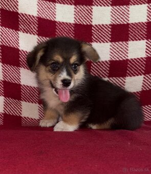 Welsh Corgi Pembroke - 19
