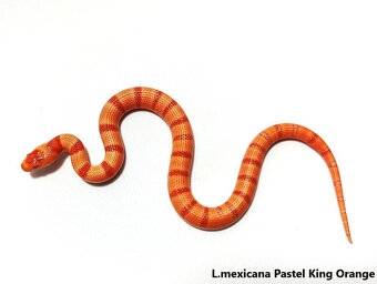 HADY na predaj - rušenie chovu - 19