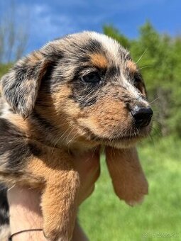 Francúzsky ovčiak BEAUCERON