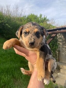 Francúzsky ovčiak BEAUCERON