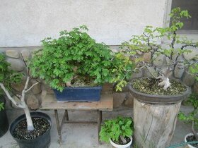 bonsai,bonsaj-hrab 3