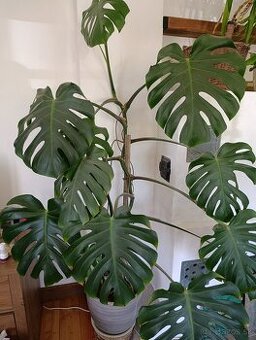 Monstera