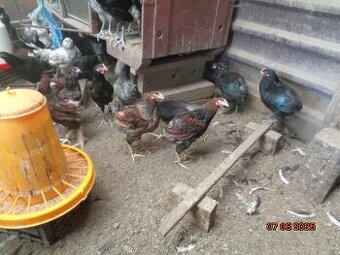 Kohúty nielen na mäso