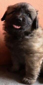 Kúpim leonberger