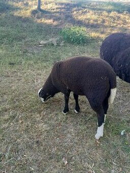 Zwartbles