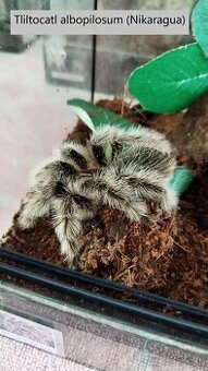 Predam krasnu samicku tarantuly aj s terariom