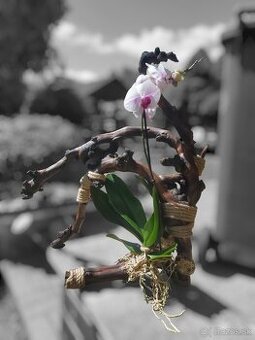 Orchidea