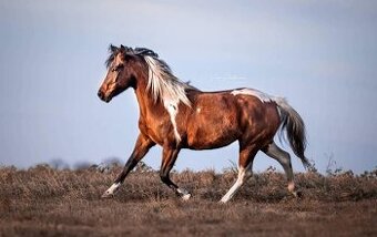 Kobyla homozygot APHA